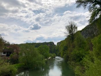 Scenic view of river amidst trees against sky