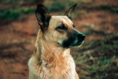 Close-up of a dog looking away