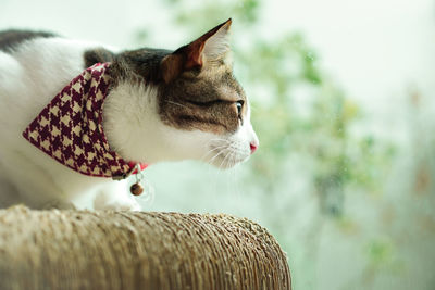 Close-up of cat looking away