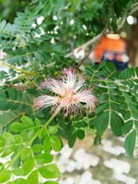 Close-up of flower growing on plant