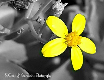 Close-up of yellow flower