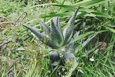 Plants on grassy field