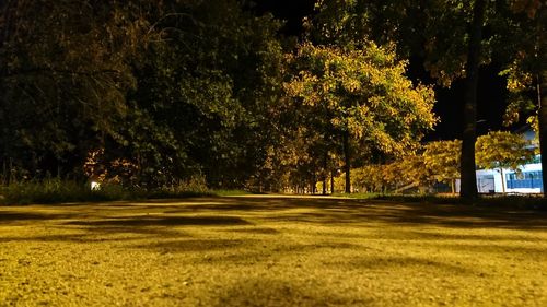 Trees in park