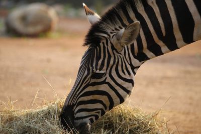 Close-up side view of zebra