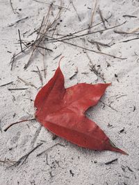 High angle view of maple leaf on street