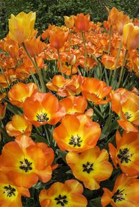 Full frame of yellow flowers