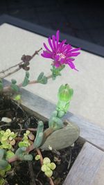 Close-up of pink flowers