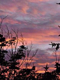 Low angle view of trees against cloudy sky