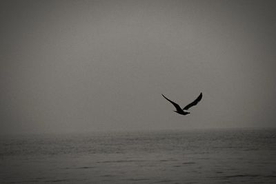 Bird flying over water