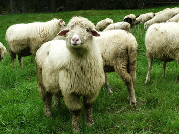 Sheep grazing on field