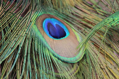 Close-up of peacock