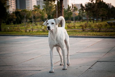 Lonely dog on the streets of batumi. georgia