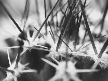 Close-up of grass