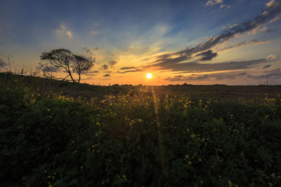 Scenic view of landscape at sunset