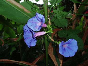 Close-up of purple flower blooming outdoors