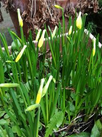 Close-up of plants growing on field