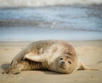 View of lion resting on beach