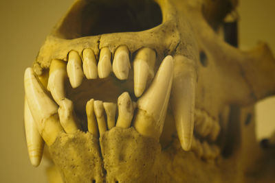 Close-up of human skull