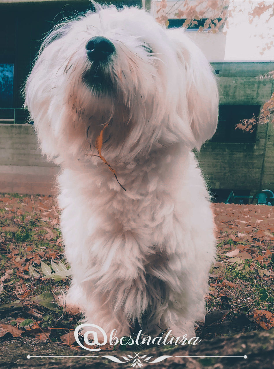 DOG LOOKING AWAY WHILE SITTING ON A WALL