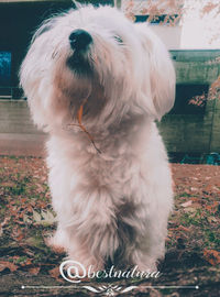 Dog looking away while sitting outdoors