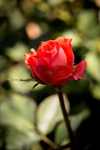 Close-up of red rose