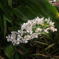 Close-up of white flowers