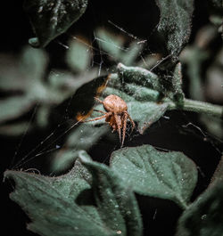 Close-up of spider on web