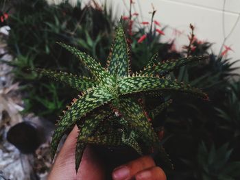 Close-up of hand holding small plant