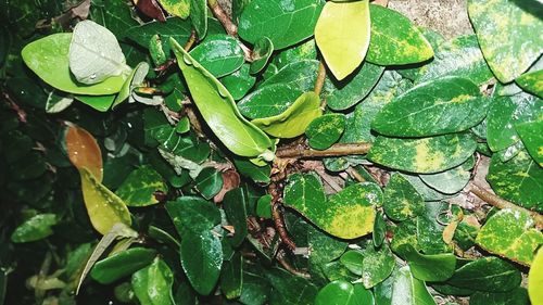 Close-up of leaves