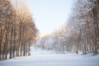 Snow covered trees against clear sky