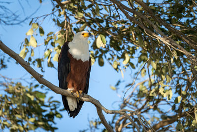 Low angle view of bird perching on tree