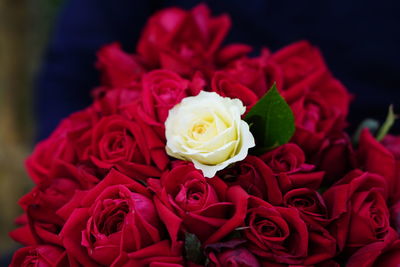 Close-up of rose bouquet