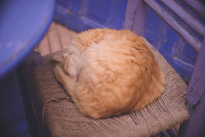 High angle view of dog sleeping