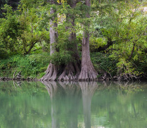 Scenic view of lake in forest