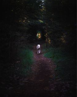 Man walking in forest