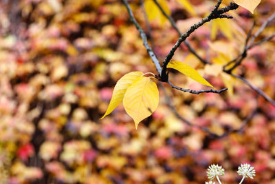 Close-up of yellow flowering plant during autumn