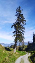 Trees growing on field against sky