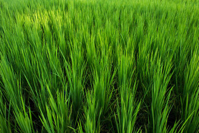 Full frame shot of grassy field