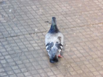 High angle view of pigeon on footpath