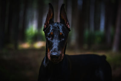 Close-up portrait of a dog