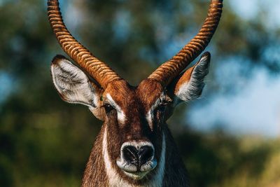 Close-up of antelope