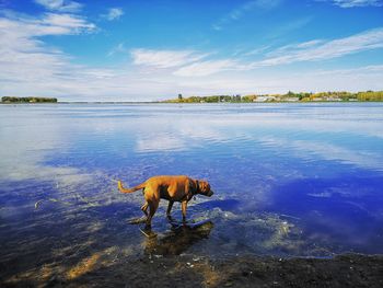 View of dog drinking water from lake