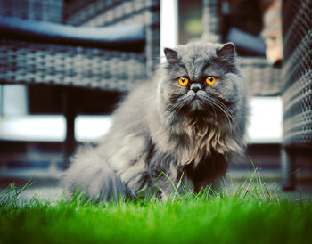Portrait of cat sitting on grass