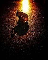 Close-up of turtle in water