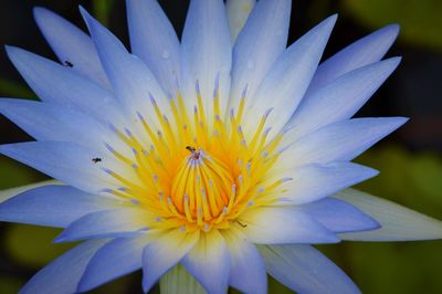 Close-up of flower