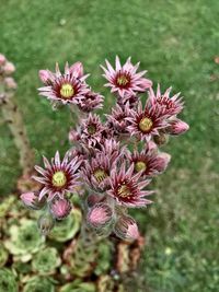 Close-up of pink flowering plants on field