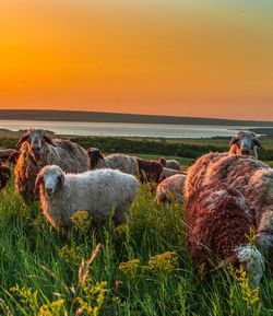 View of sheep on field during sunset