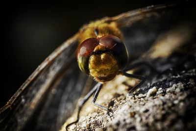 Close-up of blackberries growing on tree