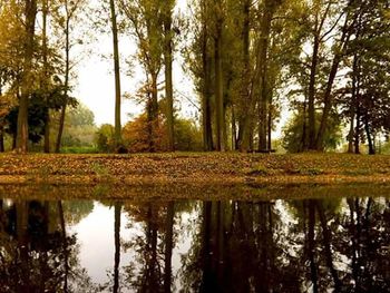 Reflection of trees in lake