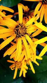 Close-up of yellow flower